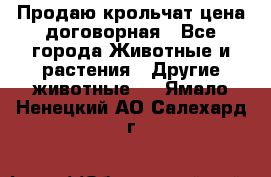 Продаю крольчат цена договорная - Все города Животные и растения » Другие животные   . Ямало-Ненецкий АО,Салехард г.